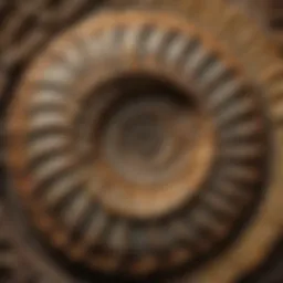 Ancient ammonite fossil showcasing intricate spiral patterns
