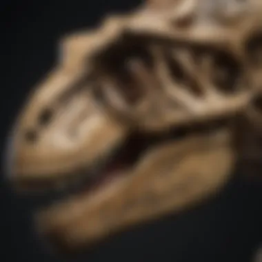 Replica T-Rex skull educational significance in paleontology