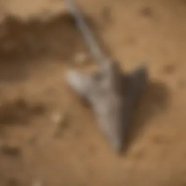 Shark Tooth Rake in Action Uncovering Fossil Riches