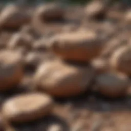 Smooth brown rocks in a serene natural setting