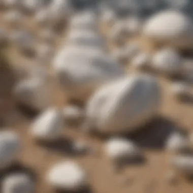 Educational Display of Smooth White Rocks An organized display of smooth white rocks used for educational purposes in geology