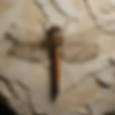 Exquisite Dragonfly Fossil Preserved in Solnhofen Limestone Spectacular Dragonfly Fossil from Solnhofen Limestone
