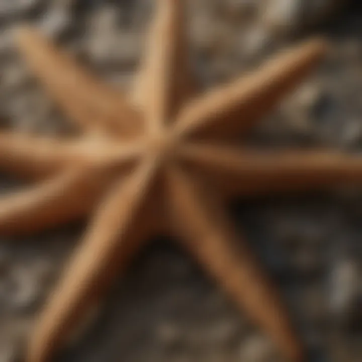 Detailed close-up of fossilized starfish arms