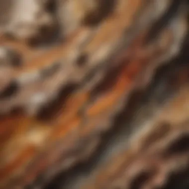 Exquisite Detail of Petrified Wood Formation Textured Petrified Wood
