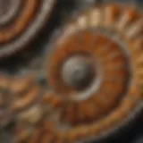 Close-up view of a polished ammonite fossil showcasing intricate patterns