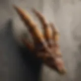 An authentic raptor claw displayed against a textured background