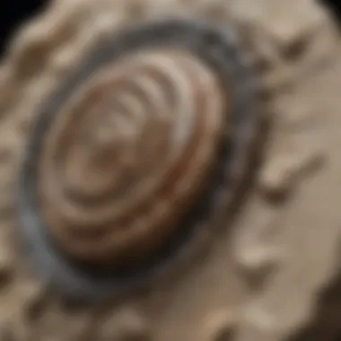 Close-up of wire wrapped fossil display