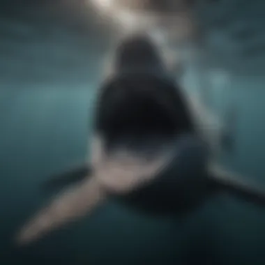 A basking shark feeding on plankton in calm seas