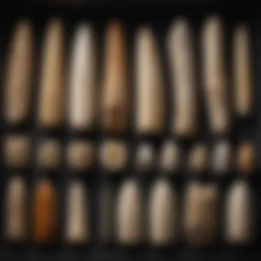 Collectors Showcase of Mosasaurus Teeth Display of various Mosasaurus teeth in a collector's showcase