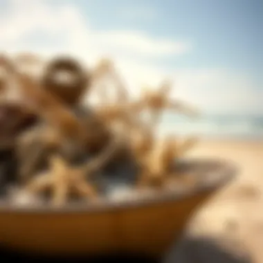 The Multifaceted World of Beach Scoops Summary The Multifaceted World of Beach Scoops Summary