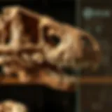 The Significance of Dinosaur Skulls in Paleontological Research Introduction