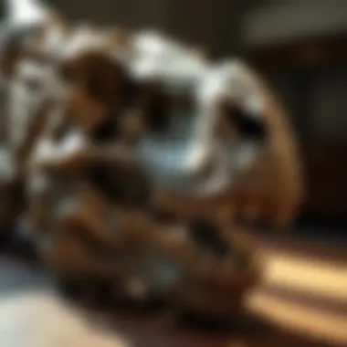 Notable The Significance of Dinosaur Skulls in Paleontological Research