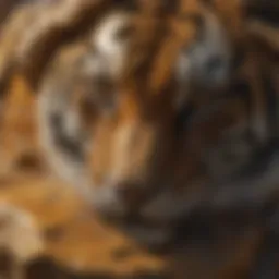 Tigers Eye geological formation