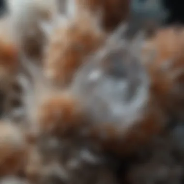 Transcendent Textures: Secrets Within Crystal Clusters Translucent Crystal Cluster with unique internal textures