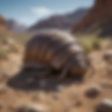 Trilobite Fossil Excavation Site in Utah