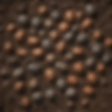 Turtle poop decomposition process in soil