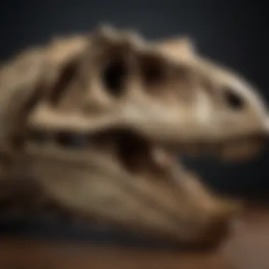 Fossilized Tyrannosaurus Rex skull on display