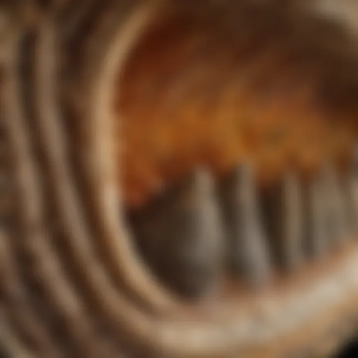 Detailed cross-section of Tyrannosaurus Rex tooth