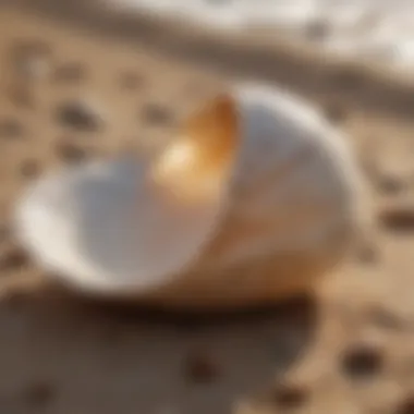 Elegant Shell Scoop Design