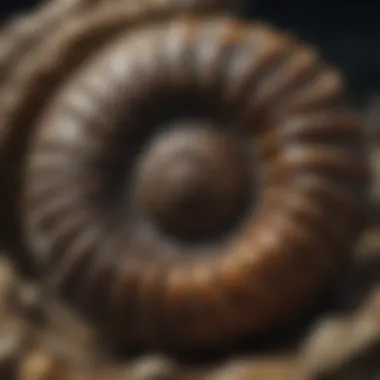 Mysterious Ammonite Fossil Spiral