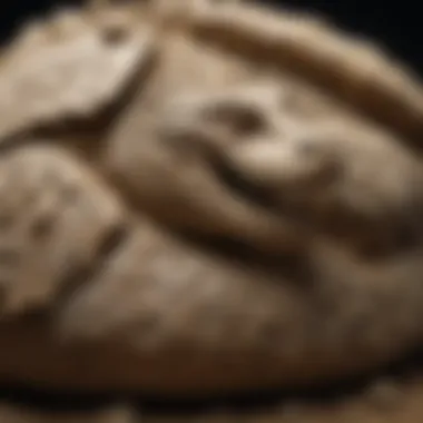 Fossil Preservation of Croc Scutes Preserved fossil samples of croc scutes for educational purposes