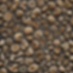 A detailed illustration of various fossil bones displayed with descriptions.
