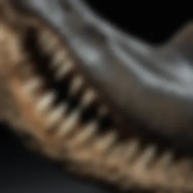 Close-Up of Worn Megalodon Tooth A close-up of a megalodon tooth with visible wear, emphasizing the importance of condition in determining value.