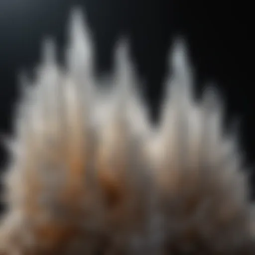 A stunning display of selenite crystals showcasing their unique clarity and structure