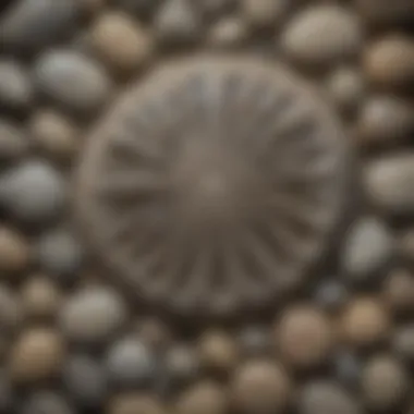 Close-up view of a Petoskey stone displaying its unique hexagonal patterns