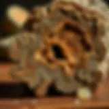 Understanding the Pricing of Petrified Wood Introduction