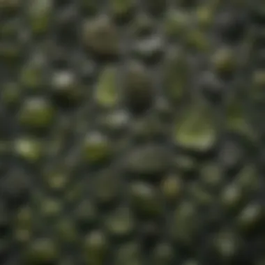 A collection of various moldavite pieces showcasing their diversity and beauty
