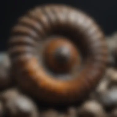 Exquisite Ammonite Fossil Specimen