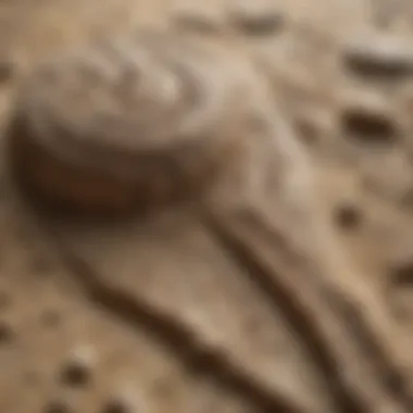 Microscopic Examination of Fossilized Imprints