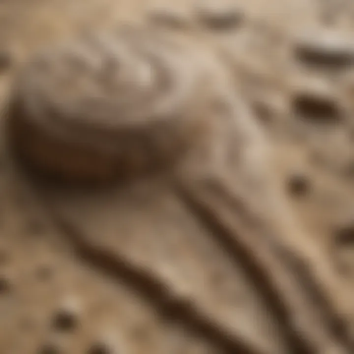 Microscopic Examination of Fossilized Imprints