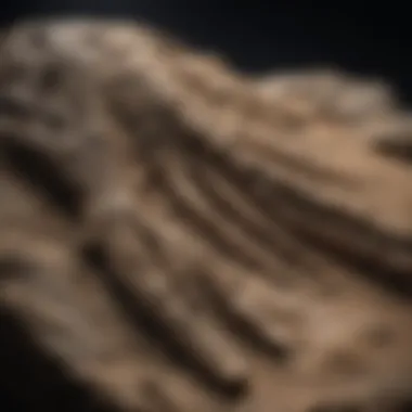 Unveiling Ancient Imprints Enhanced Fossil Examination