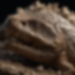 Illuminated fossil under UV Beast flashlight