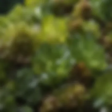 Close-up view of vesuvianite crystals showcasing their vibrant green hues