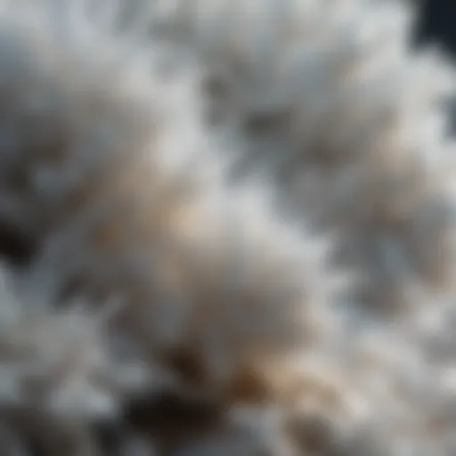 Close-up view of intricate white crystal formations showcasing their natural beauty